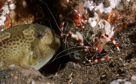Komodo 2016 - Banded coral shrimp - Grande crevette nettoyeuse - Stenopus hispidus - IMG_6584_rc